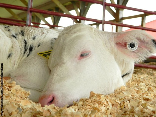 We can't guarantee her that everything will be perfect, but like our own children we can promise we will do out best.