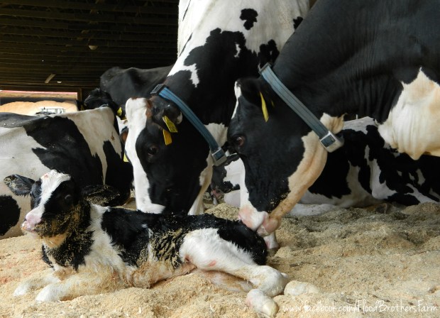 Sometimes the hardest days are the ones where the simplest joys remind you why you love being a farmer.