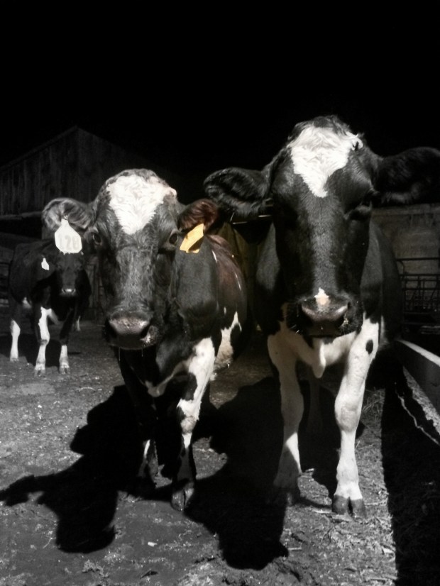 It isn't a job, it's a way of life, and every day these cows depend upon their farmer. 