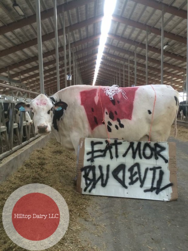 Rhona, from Hilltop Dairy, LLC, is The World's Biggest Badger Fan ... and she just gets me.